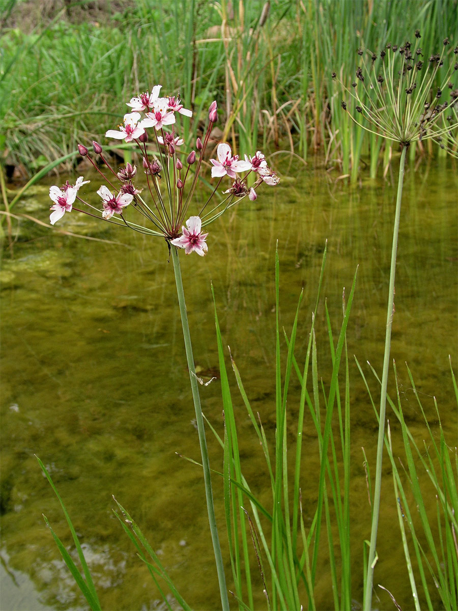 Šmel okoličnatý (Butomus umbellatus L.)