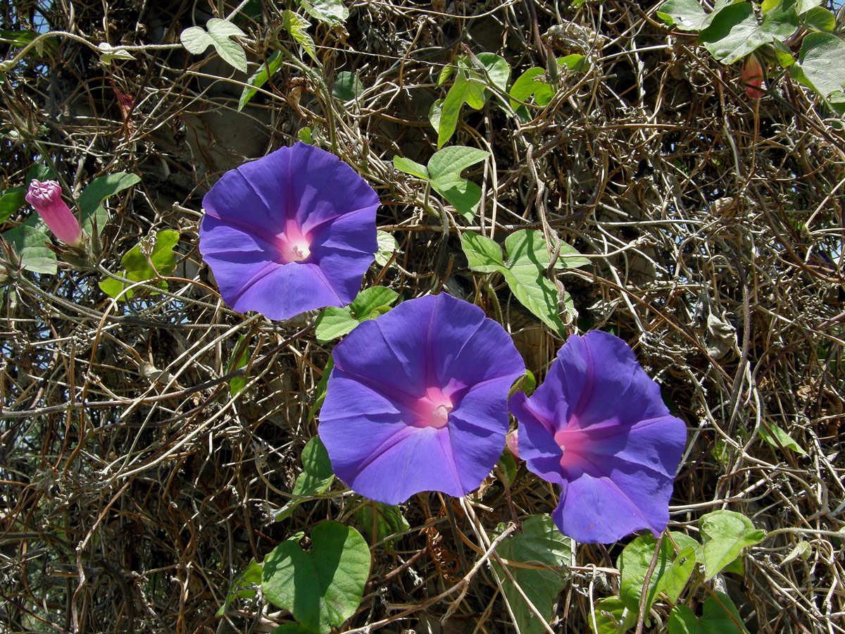 Povíjnice (Ipomoea hederacea (L.) Jacq.)