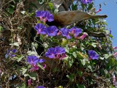 Povíjnice (Ipomoea hederacea (L.) Jacq.)