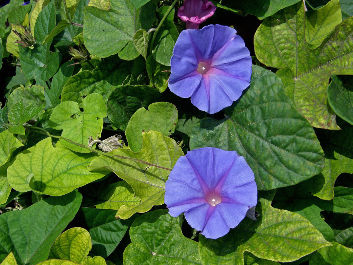 Povíjnice (Ipomoea hederacea (L.) Jacq.)