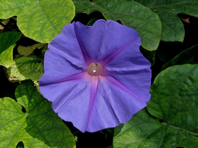 Povíjnice (Ipomoea hederacea (L.) Jacq.)