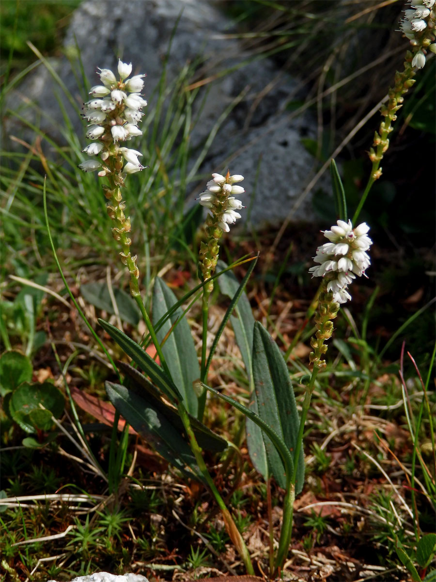 Rdesno živorodé (Bistorta vivipara (L.) Delarbre)