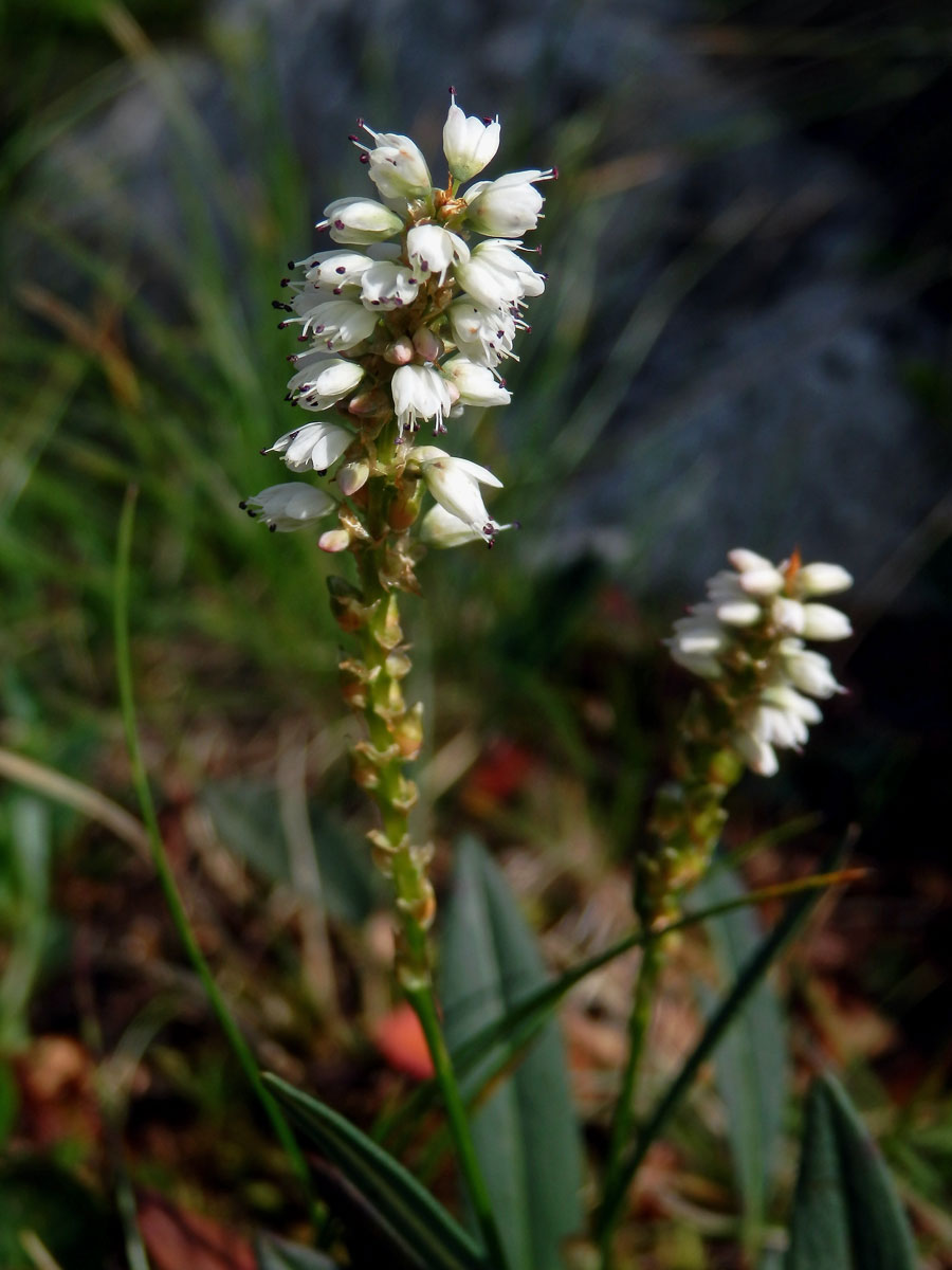 Rdesno živorodé (Bistorta vivipara (L.) Delarbre)