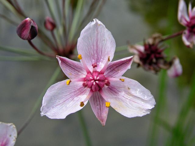 Šmel okoličnatý (Butomus umbellatus L.)