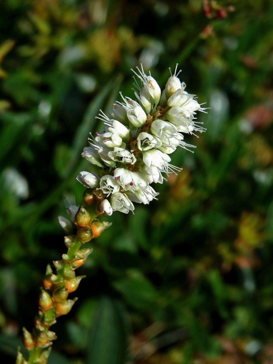 Rdesno živorodé (Bistorta vivipara (L.) Delarbre)