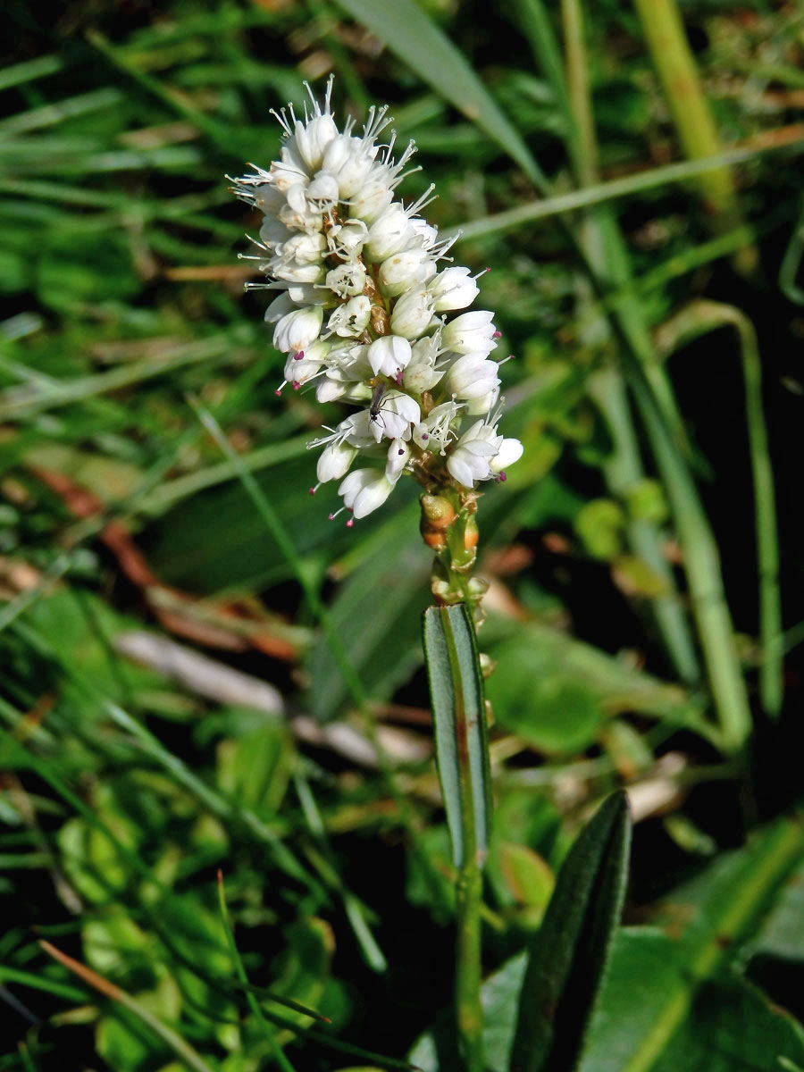 Rdesno živorodé (Bistorta vivipara (L.) Delarbre)