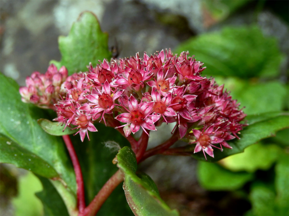 Rozchodník zubatý (Hylotelephium argutum (Haw.) Holub)