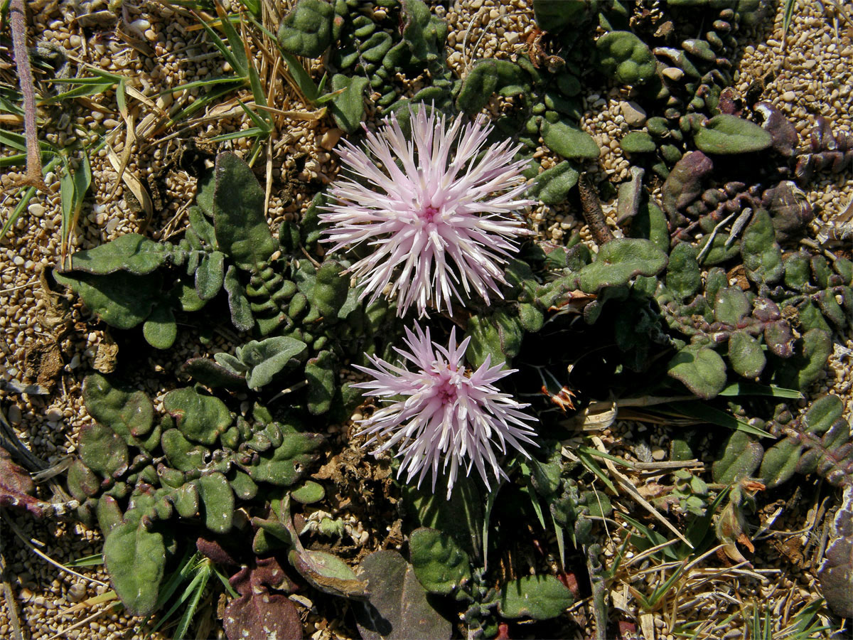 Chrpa (Centaurea aegialophila Wagenitz)