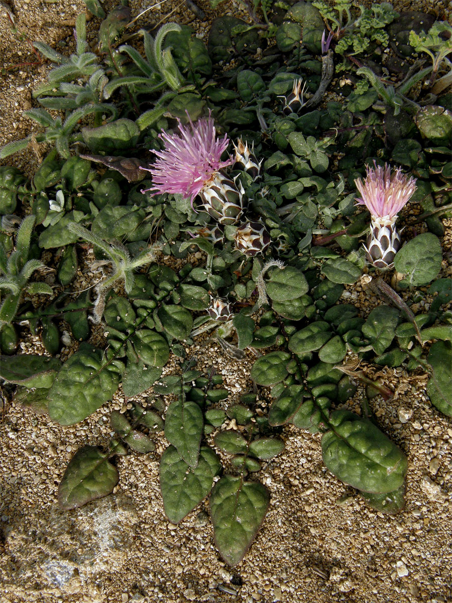 Chrpa (Centaurea aegialophila Wagenitz)