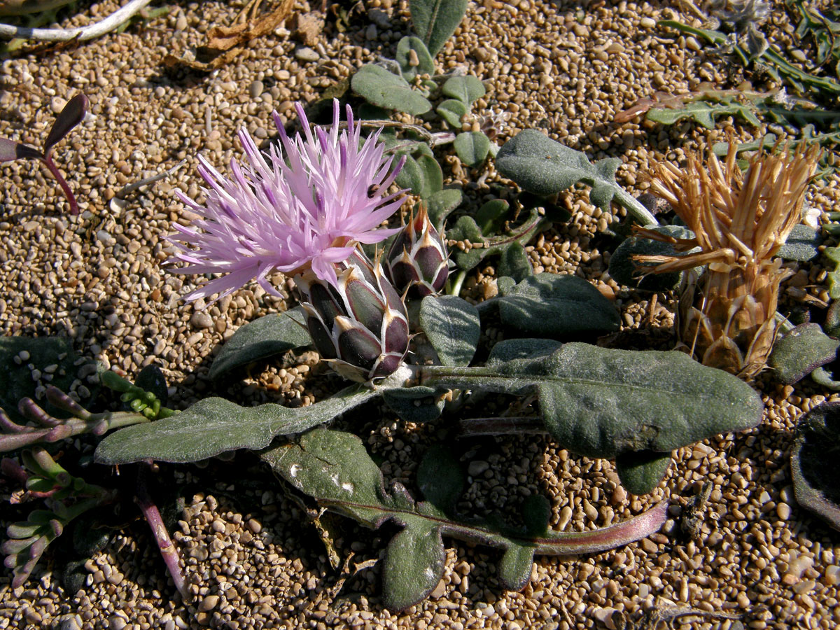 Chrpa (Centaurea aegialophila Wagenitz)