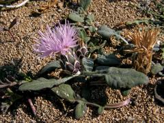 Chrpa (Centaurea aegialophila Wagenitz)