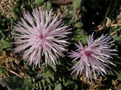 Chrpa (Centaurea aegialophila Wagenitz)