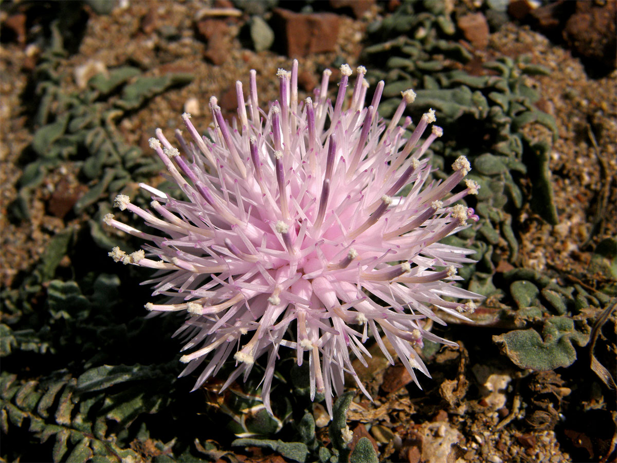 Chrpa (Centaurea aegialophila Wagenitz)