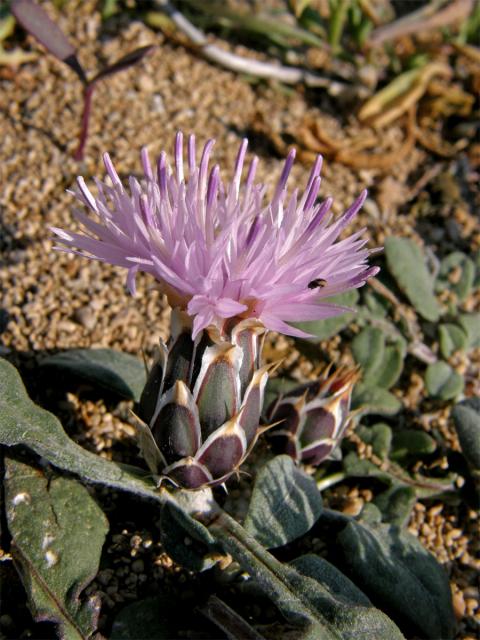 Chrpa (Centaurea aegialophila Wagenitz)