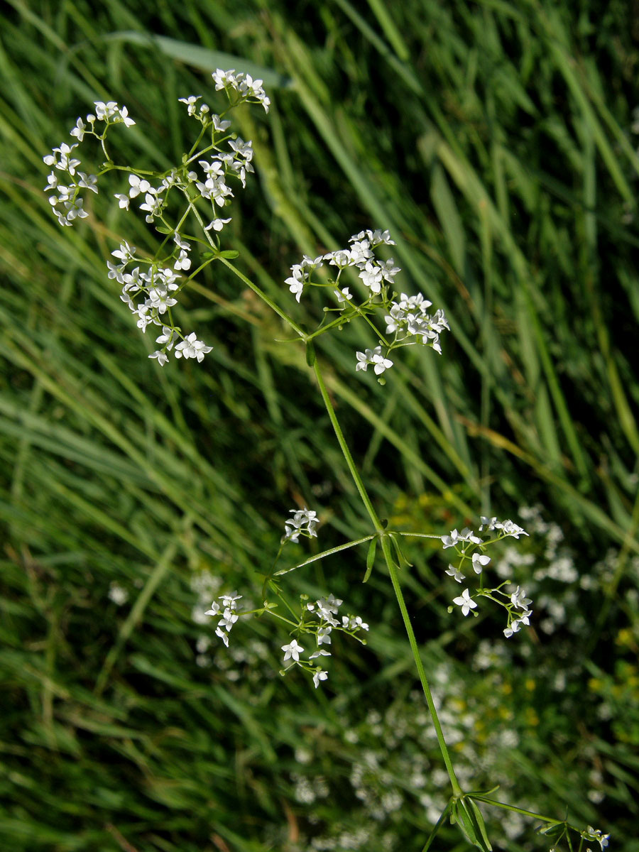 Svízel bahenní (Galium palustre L. s. str.)