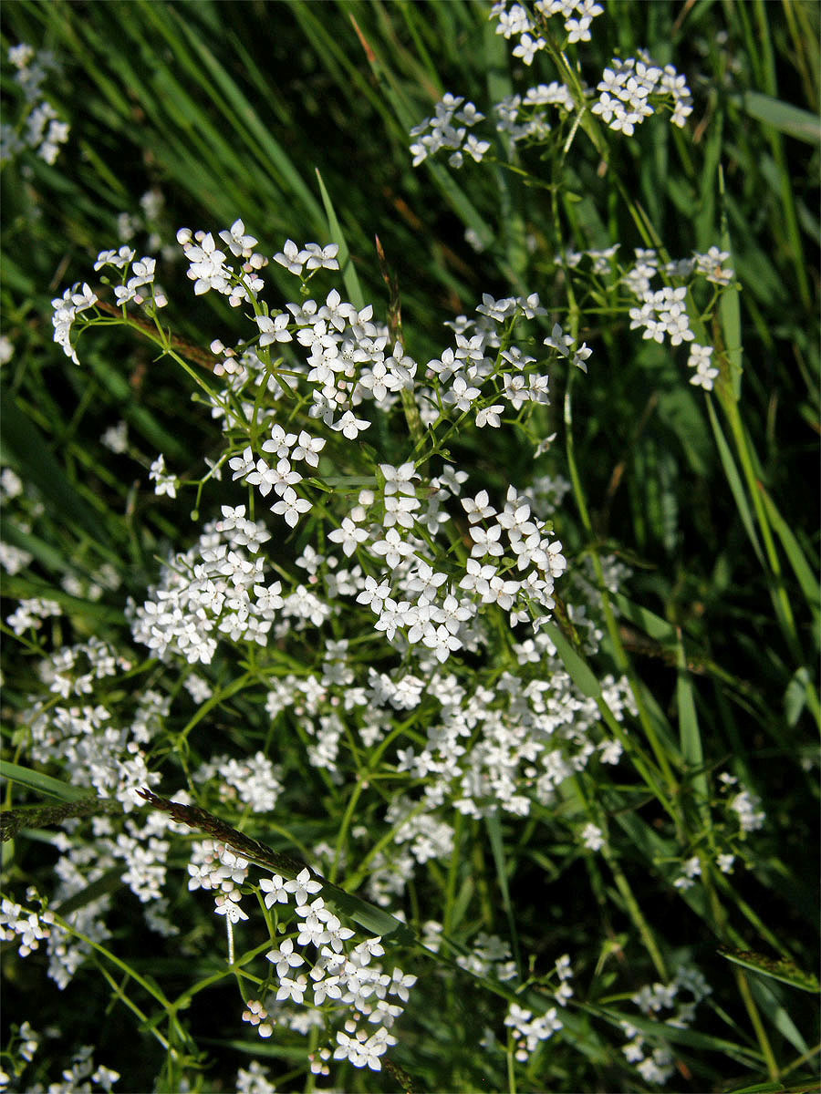 Svízel bahenní (Galium palustre L. s. str.)