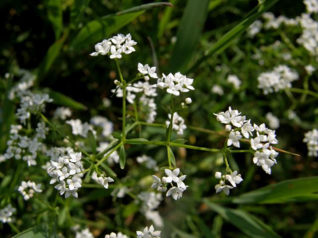 Svízel bahenní (Galium palustre L. s. str.)