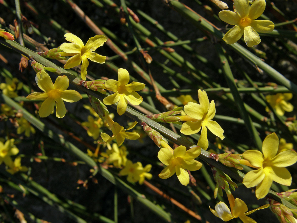 Jasmín nahokvětý (Jasminum nudiflorum Lindl.)