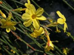 Jasmín nahokvětý (Jasminum nudiflorum Lindl.)