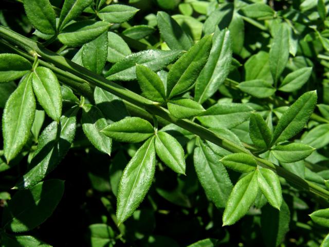 Jasmín nahokvětý (Jasminum nudiflorum Lindl.)