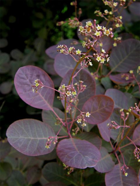 Ruj vlasatá (Cotinus coggygria Scop.)