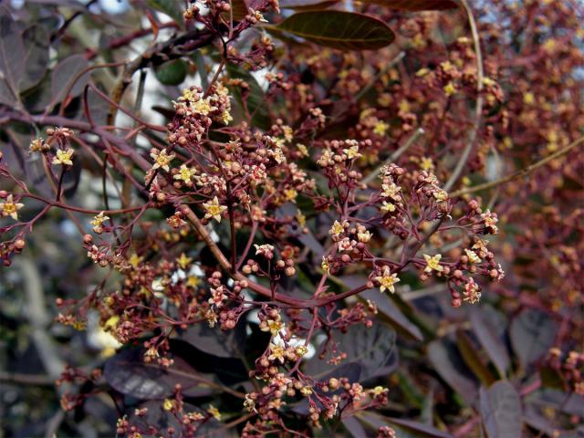 Ruj vlasatá (Cotinus coggygria Scop.)