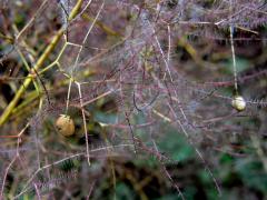 Ruj vlasatá (Cotinus coggygria Scop.)