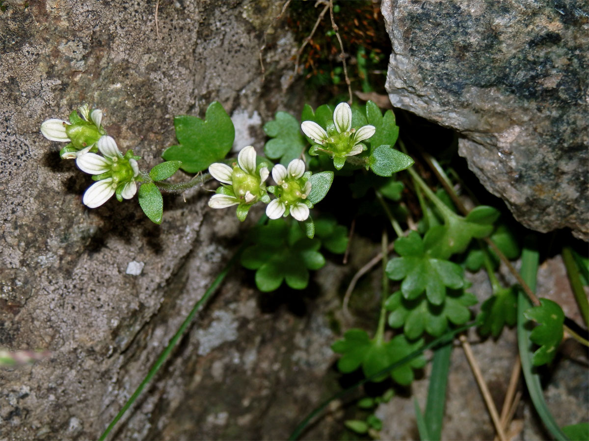 Lomikámen karpatský (Saxifraga carpatica Sternb.)