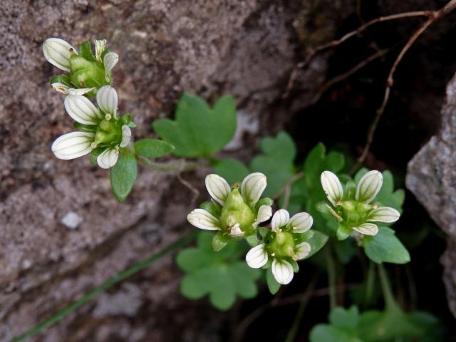 Lomikámen karpatský (Saxifraga carpatica Sternb.)