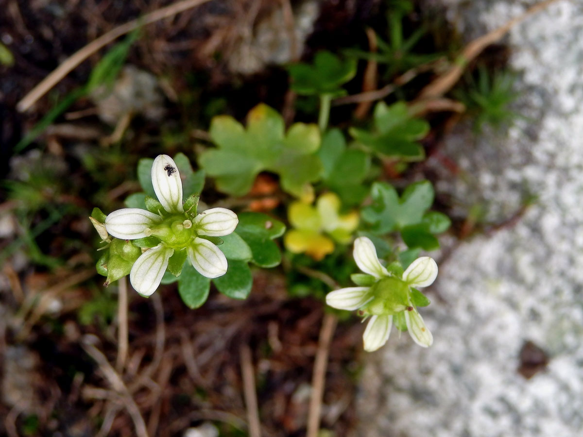 Lomikámen karpatský (Saxifraga carpatica Sternb.)