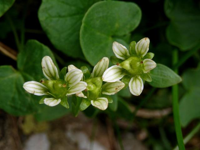 Lomikámen karpatský (Saxifraga carpatica Sternb.)