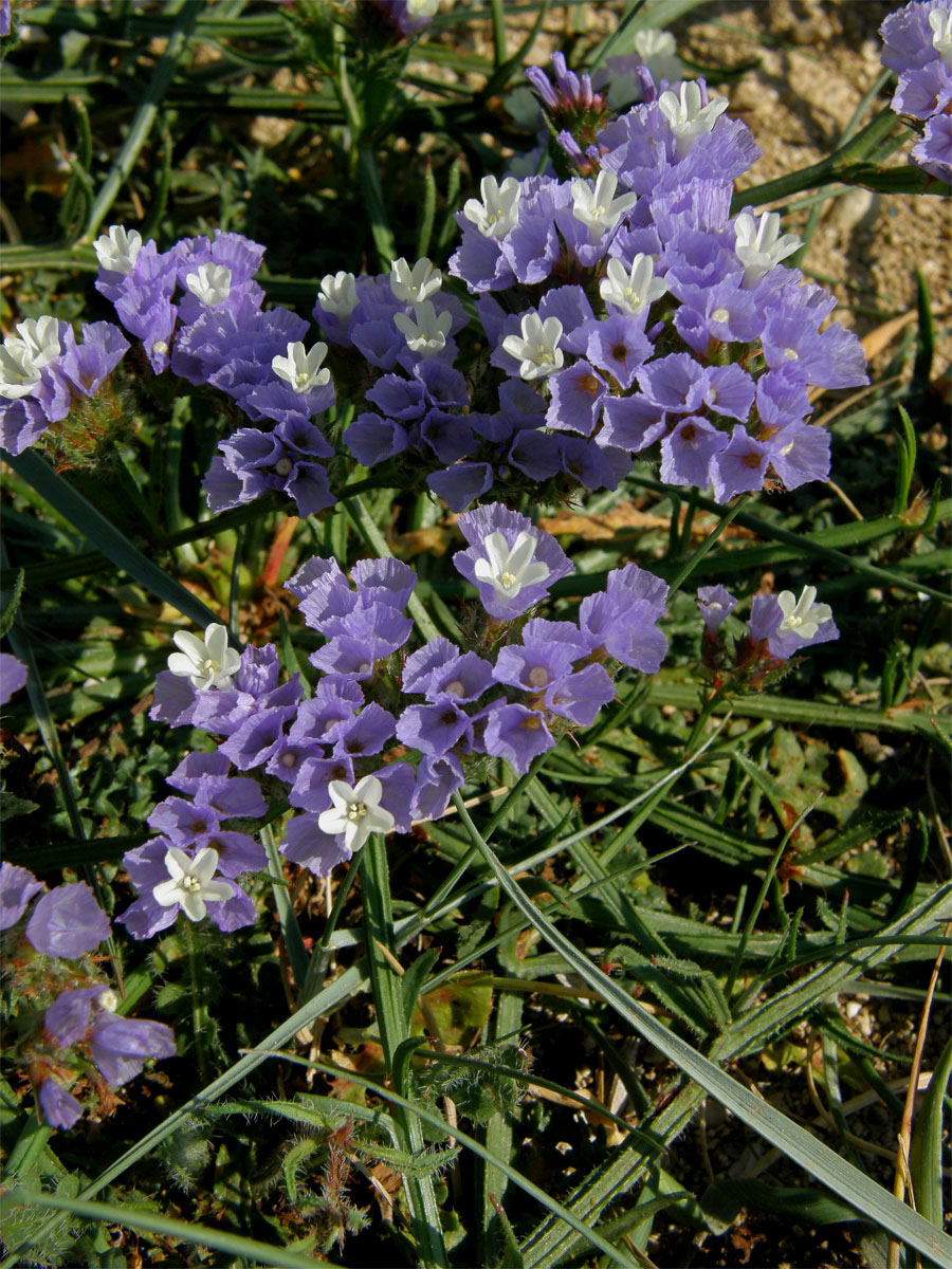 Limonka chobotnatá (Limonium sinuatum (L.) Mill.)