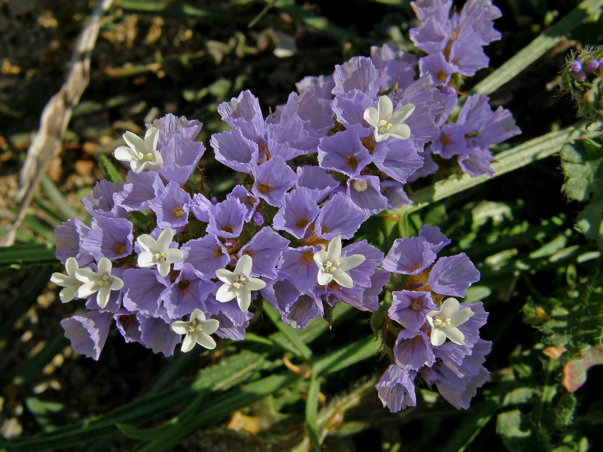 Limonka chobotnatá (Limonium sinuatum (L.) Mill.)