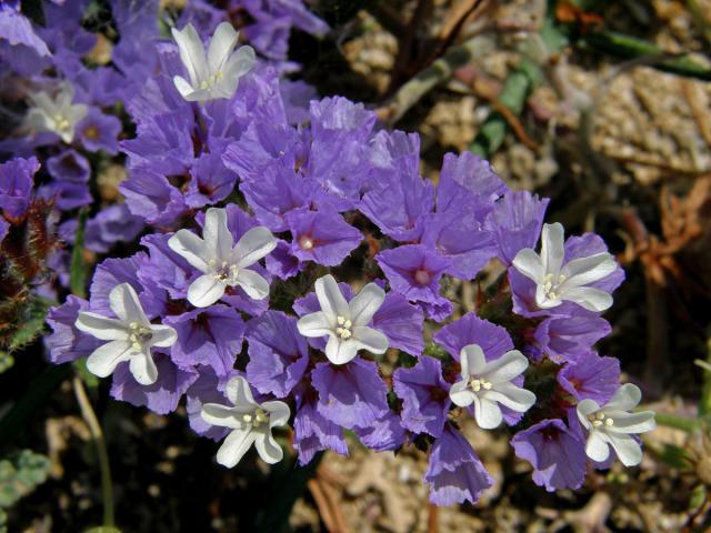 Limonka chobotnatá (Limonium sinuatum (L.) Mill.)