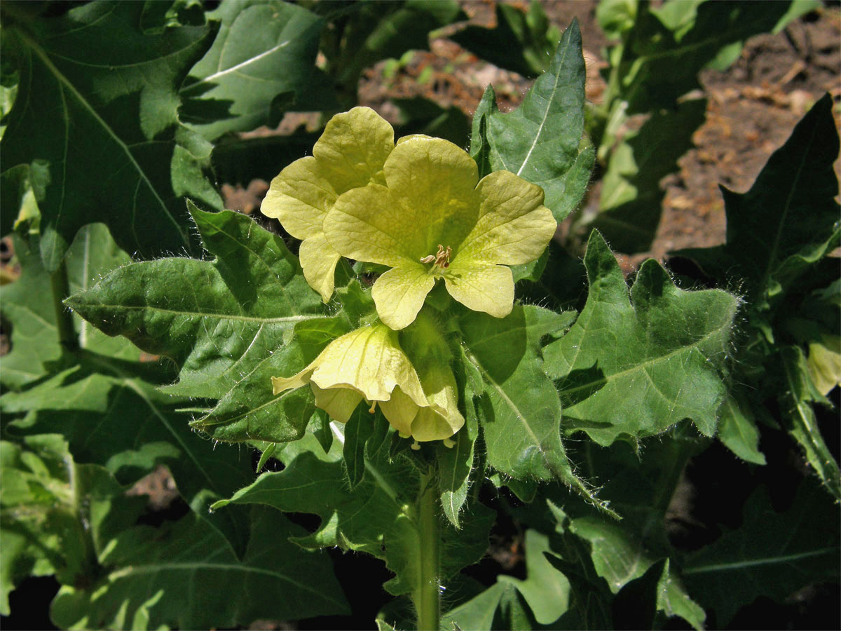 Blín černý (Hyoscyamus niger L.), rostlina s květy bez zbarvení žilek