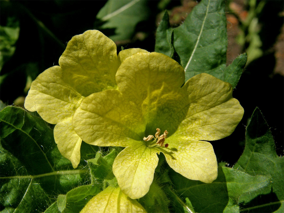 Blín černý (Hyoscyamus niger L.), květ bez zbarvení žilek