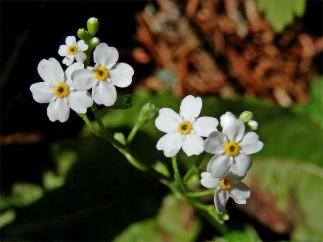 Pomněnka bahenní (Myosotis palustris (L.) L.) s květy bez barviva (1b)