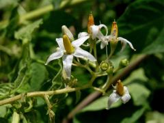 Lilek potměchuť (Solanum dulcamara L.) s bílými květy
