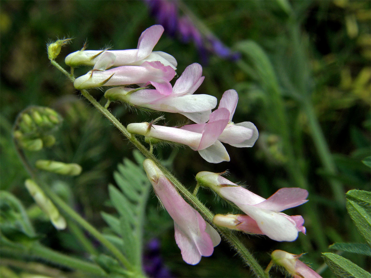 Vikev huňatá (Vicia villosa Roth) s růžovými květy (1b)