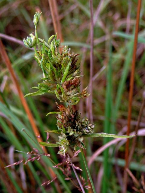 Srha laločnatá (říznačka) (Dactylis glomerata L.) - proliferace (1a)