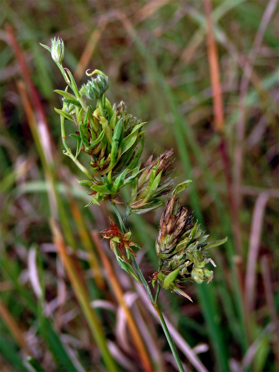 Srha laločnatá (říznačka) (Dactylis glomerata L.) - proliferace (1b)