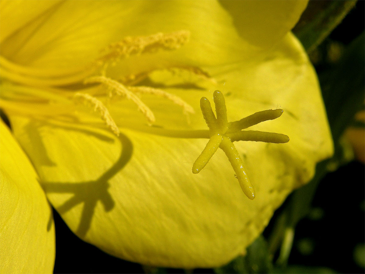 Pupalka rudokališní (Oenothera glazioviana M. Micheli), šestilaločná blizna