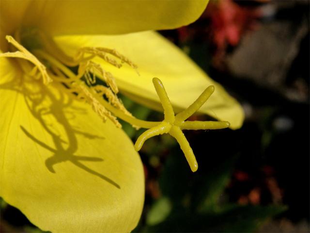 Pupalka rudokališní (Oenothera glazioviana M. Micheli), pětilaločná blizna