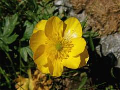 Pryskyřník pahorský (Ranunculus pseudomontanus Schur) - vícečetný květ (4)