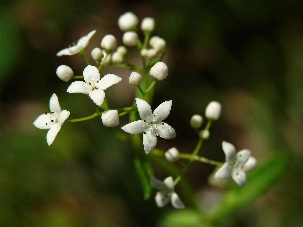 Svízel bahenní (Galium palustre L. s. str.) pětičetný květ (2)