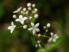 Svízel bahenní (Galium palustre L. s. str.) pětičetný květ (2)