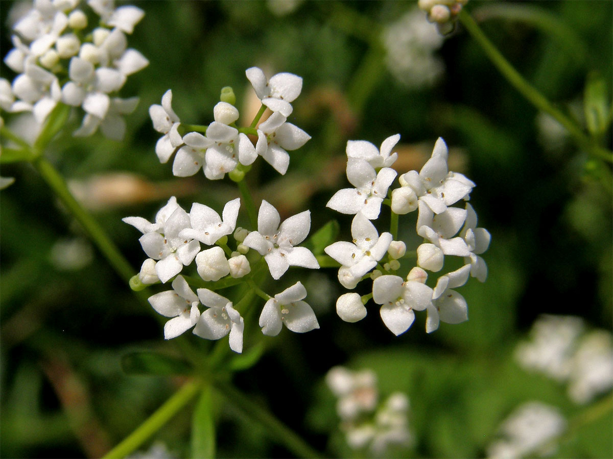 Svízel bahenní (Galium palustre L. s. str.) s odlišným počtem korunních lístků