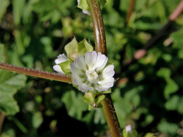 Sléz nizounký (Malva pusilla Sm.) s vcečetným květem