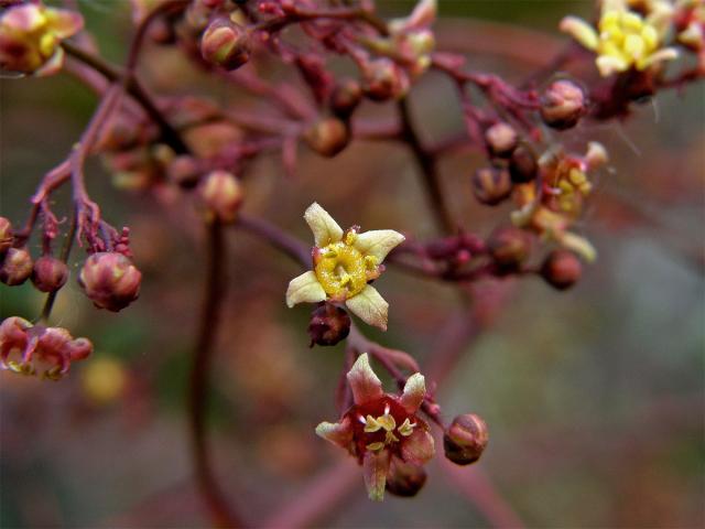 Ruj vlasatá (Cotinus coggygria Scop.), čtyřčetný květ (1)