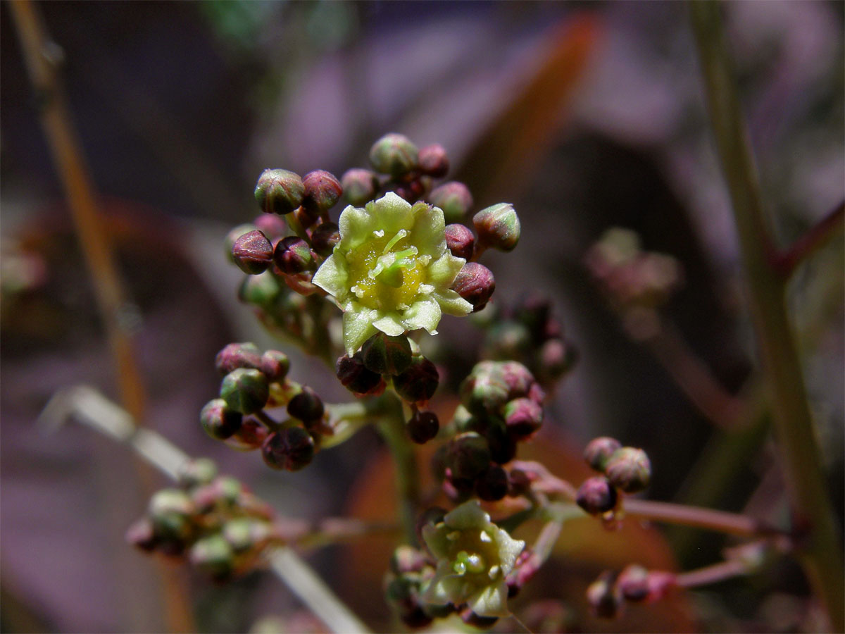 Ruj vlasatá (Cotinus coggygria Scop.), vícečetný květ